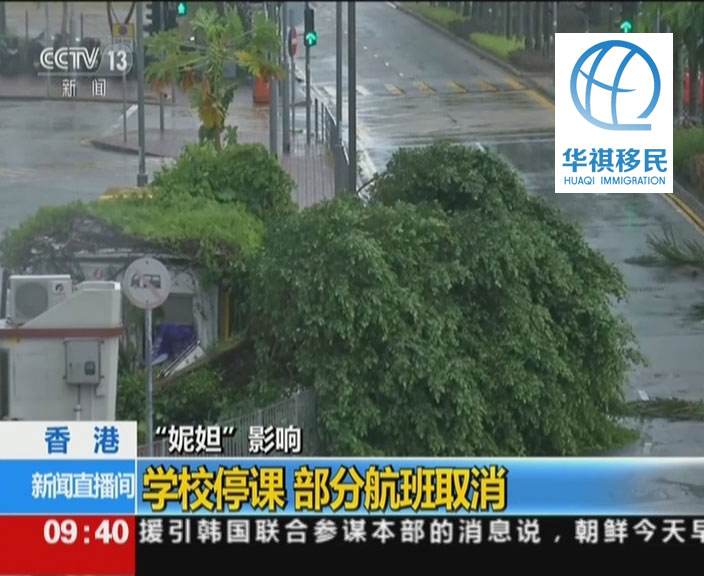 央視新聞頻道報道8月2日“妮妲”襲擊香港的畫面，一顆枝葉茂盛的大樹被吹倒在路中間