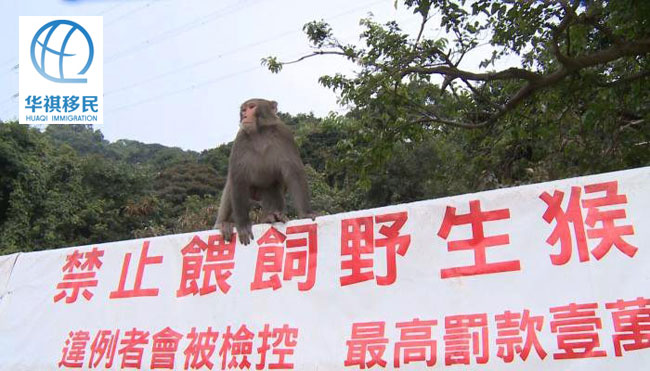 禁止喂養野生猴子的招牌樹立在郊區公園的入口處