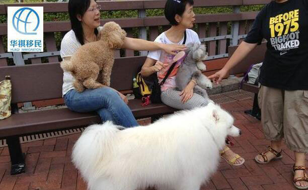 Ivon，帶著她的寵物狗小貝到公園遛彎，和養狗人事交流經驗